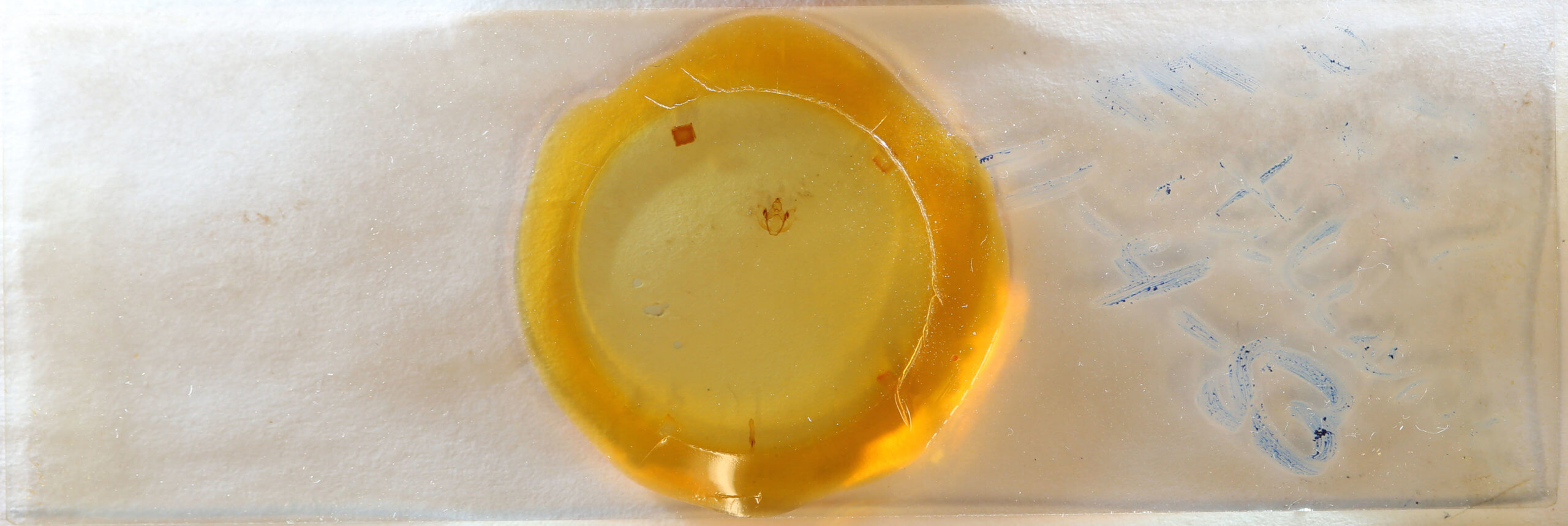 slide view of adult Erannis tiliaria