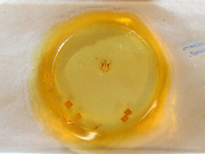 slide view of adult Erannis tiliaria