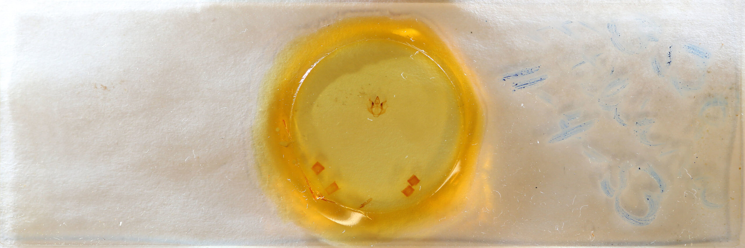 slide view of adult Erannis tiliaria