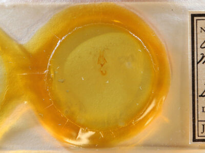 slide view of adult Platypolia mactata