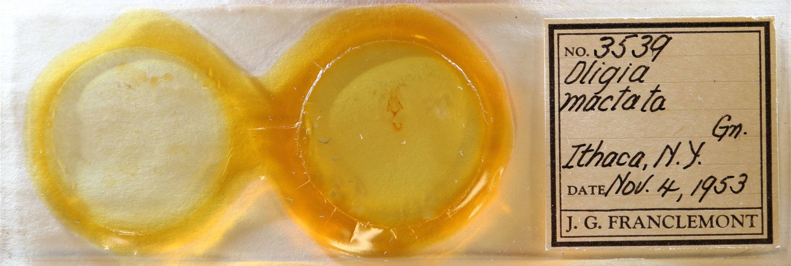 slide view of adult Platypolia mactata