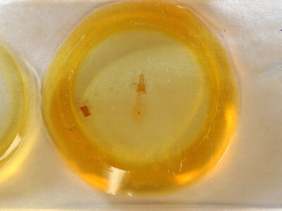 slide view of adult Nepytia canosaria