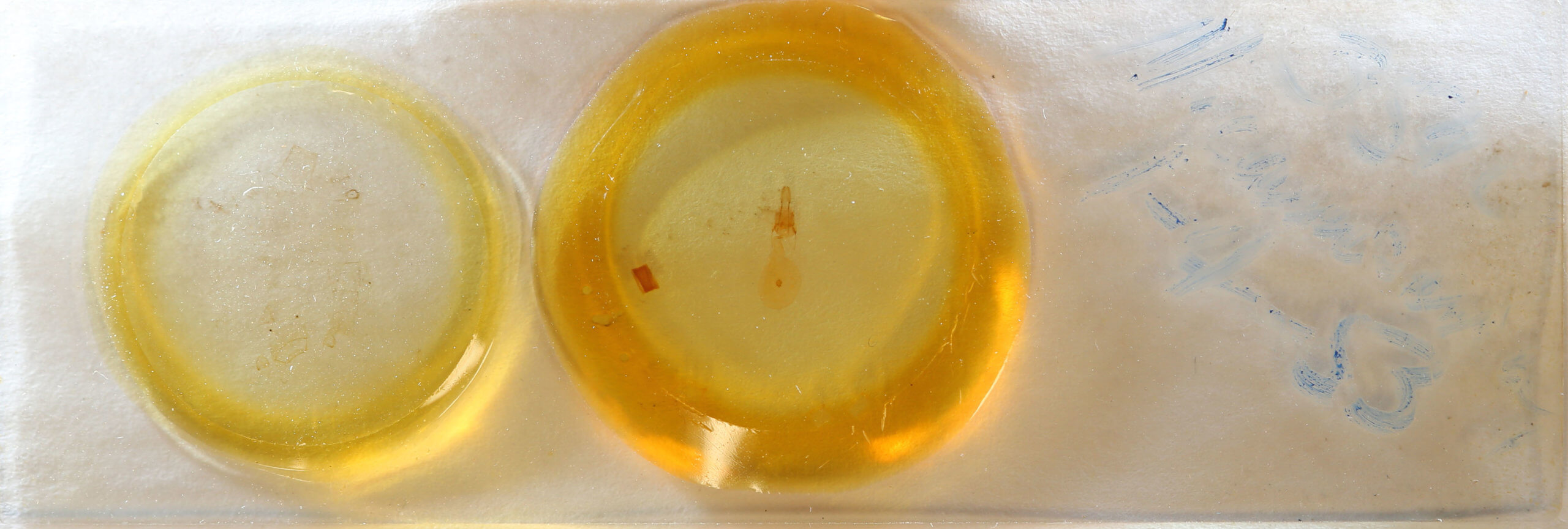 slide view of adult Nepytia canosaria