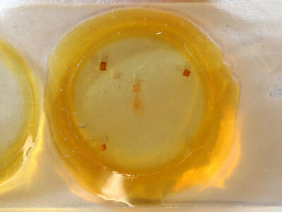 slide view of adult Nepytia canosaria