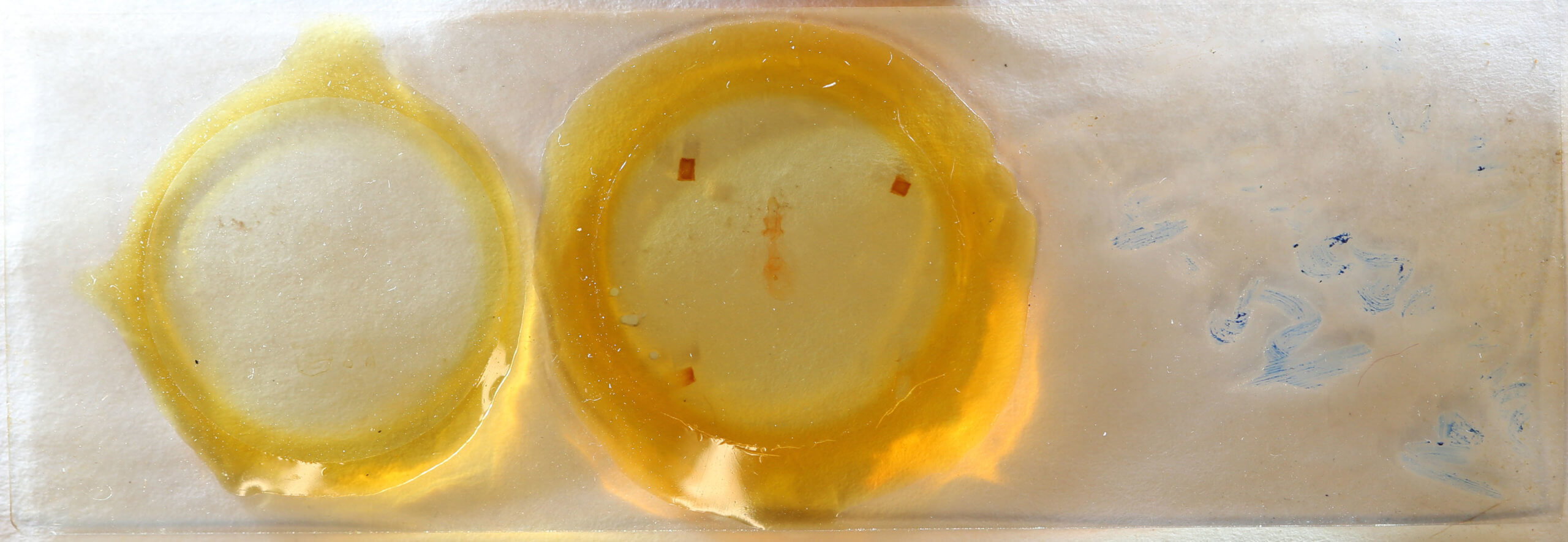 slide view of adult Nepytia canosaria