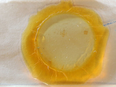 slide view of adult Nepytia canosaria