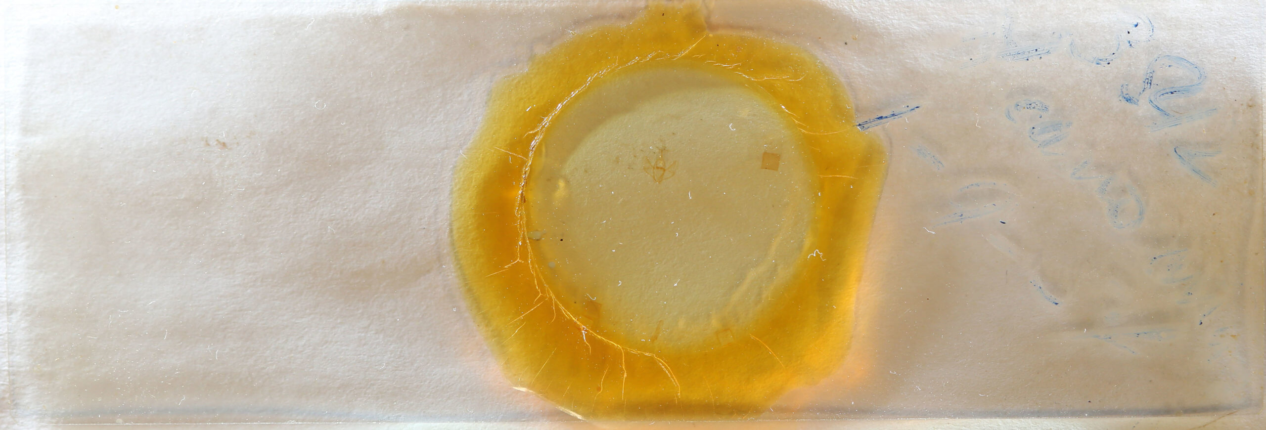 slide view of adult Nepytia canosaria