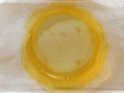 slide view of adult Nepytia canosaria