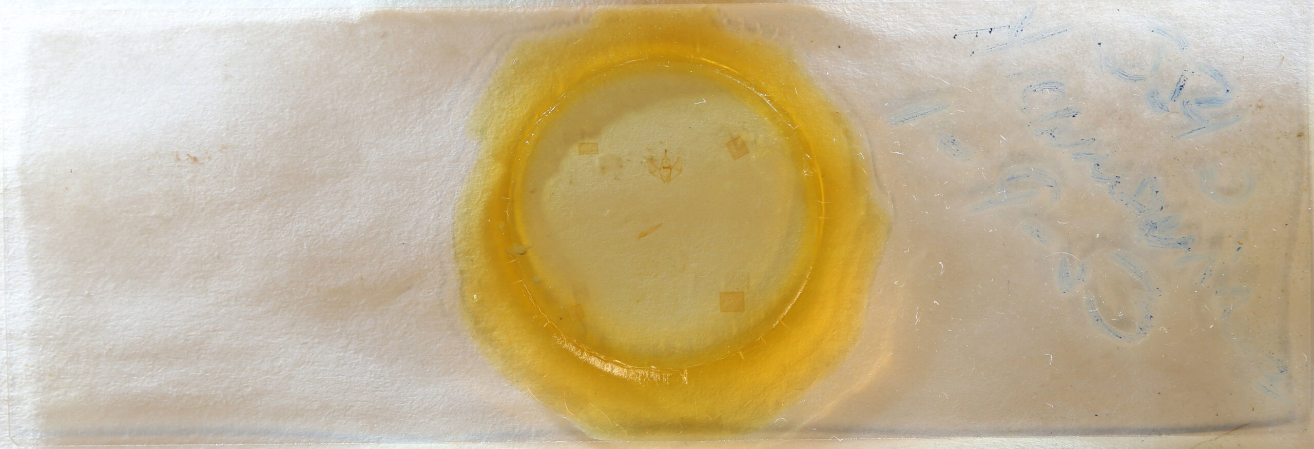 slide view of adult Nepytia canosaria