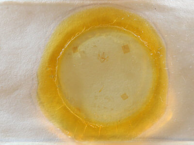 slide view of adult Nepytia canosaria