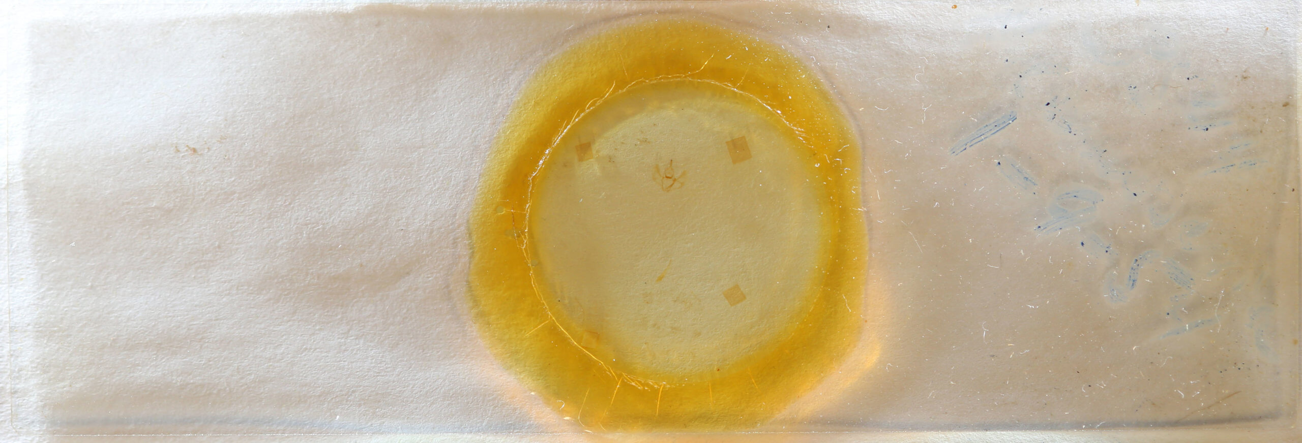 slide view of adult Nepytia canosaria