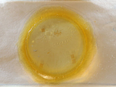 slide view of adult Nepytia canosaria