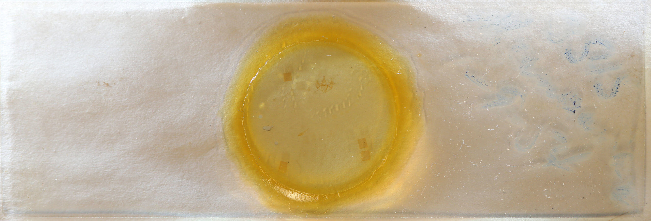 slide view of adult Nepytia canosaria