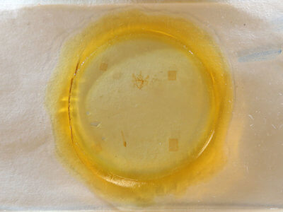 slide view of adult Nepytia canosaria