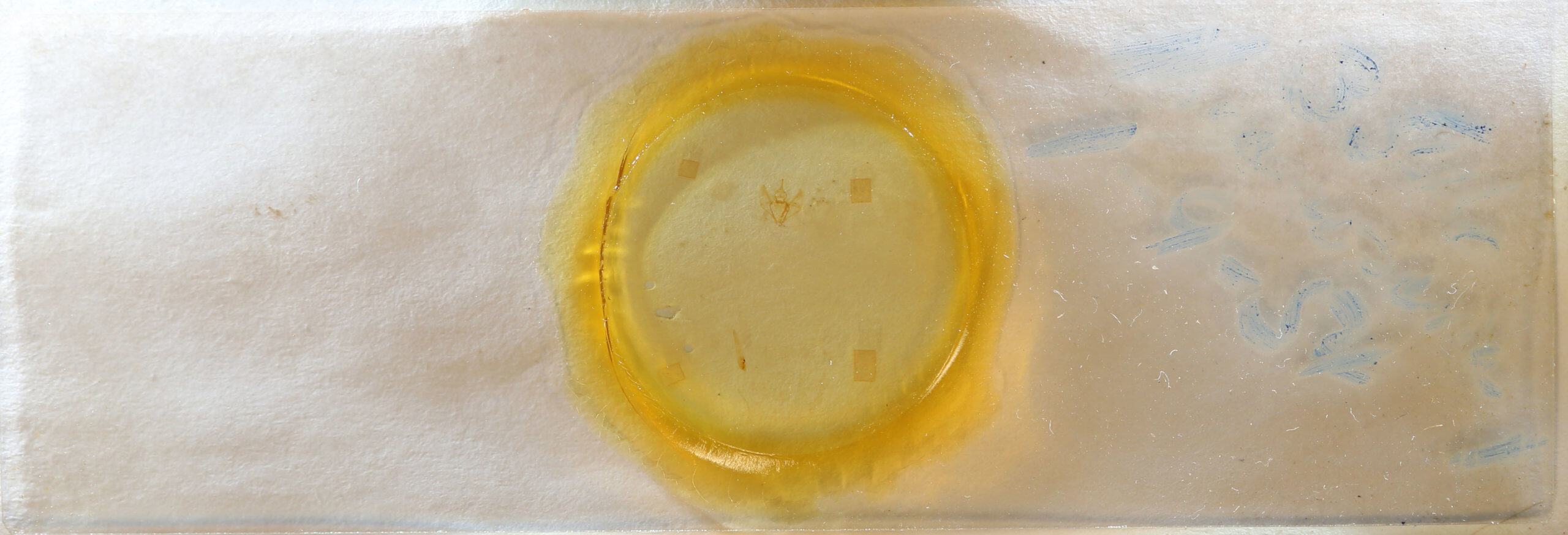 slide view of adult Nepytia canosaria