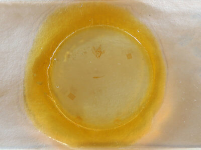 slide view of adult Nepytia canosaria