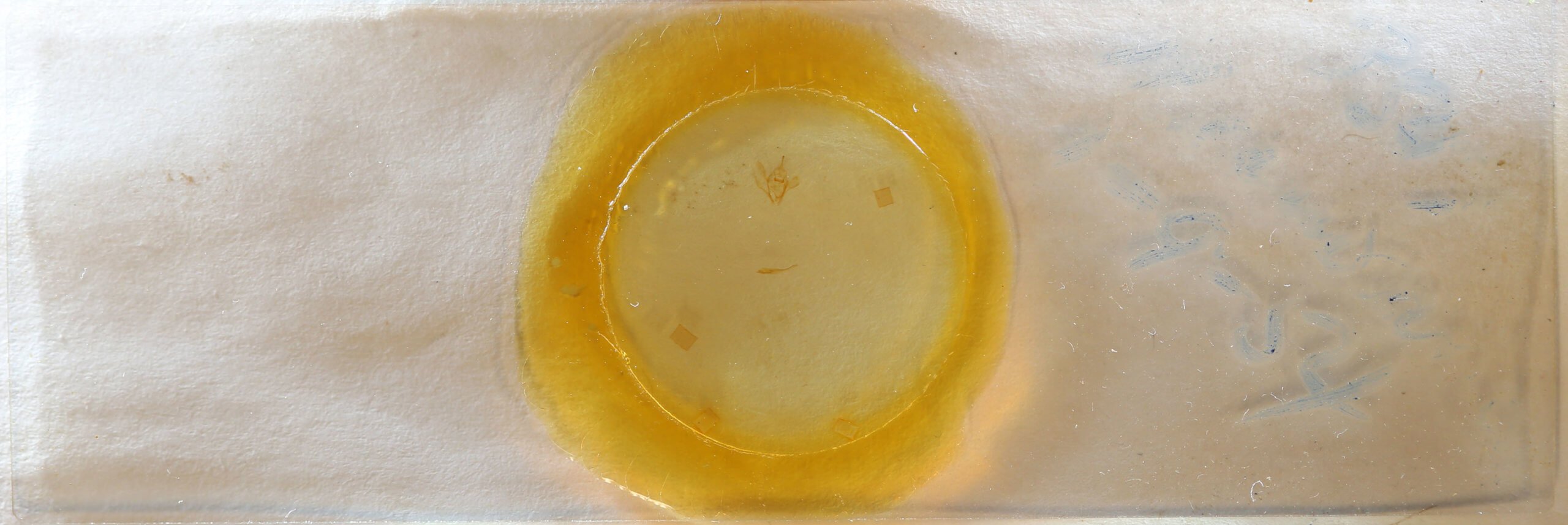 slide view of adult Nepytia canosaria