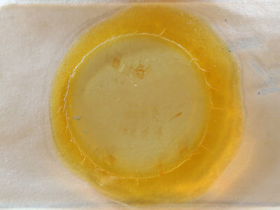 slide view of adult Nepytia canosaria