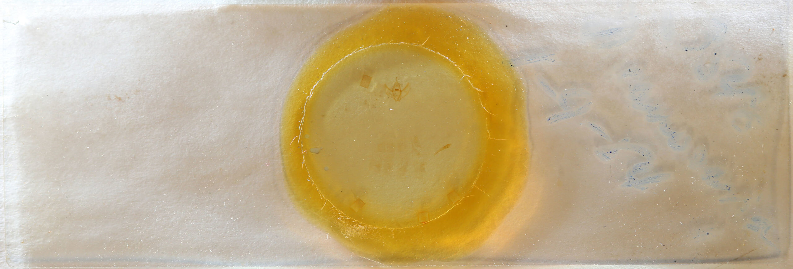 slide view of adult Nepytia canosaria