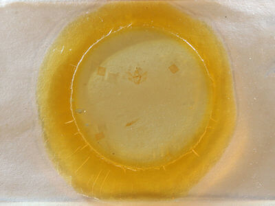 slide view of adult Nepytia canosaria