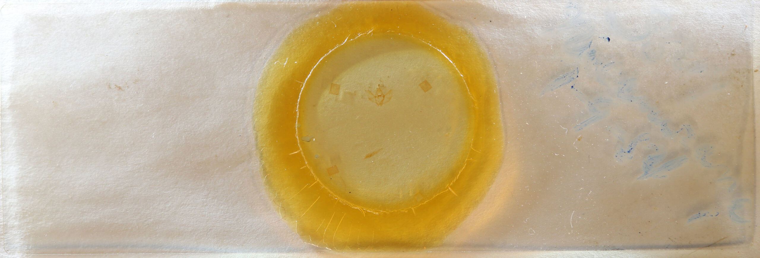 slide view of adult Nepytia canosaria