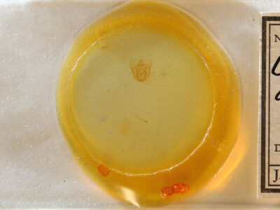 slide view of adult Rheumaptera prunivorata