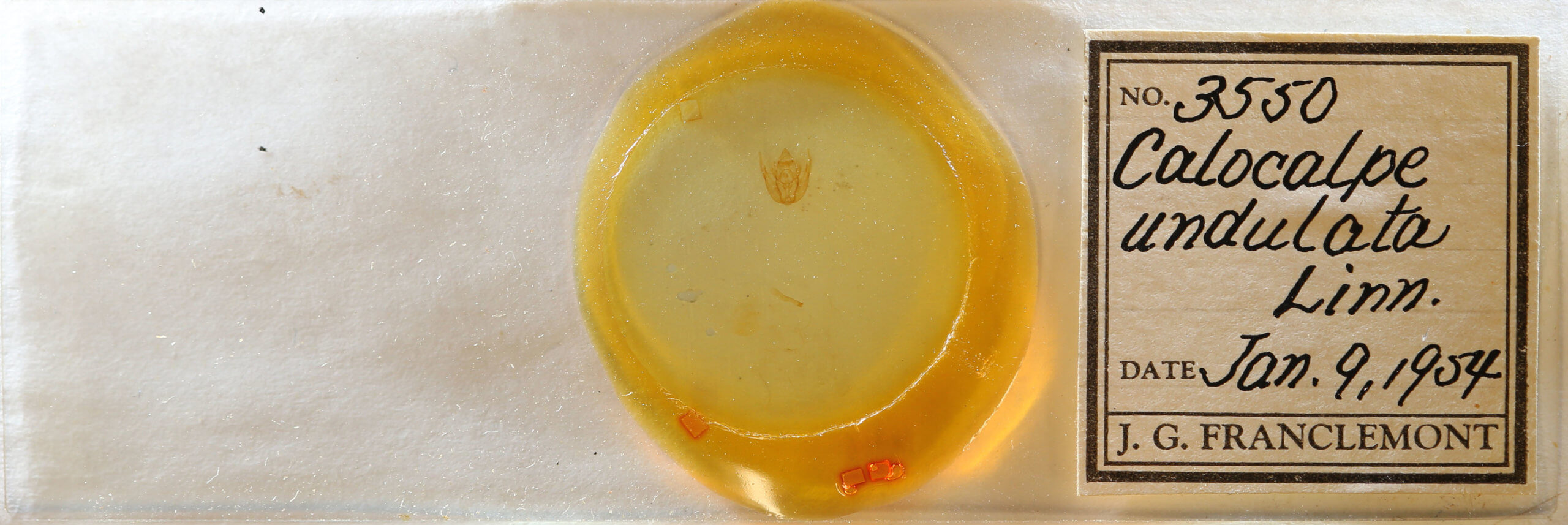 slide view of adult Rheumaptera prunivorata