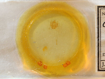 slide view of adult Rheumaptera prunivorata