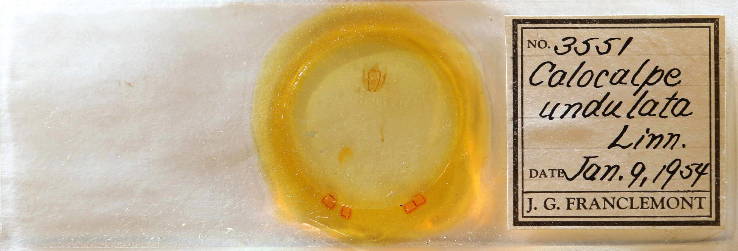 slide view of adult Rheumaptera prunivorata