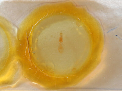 slide view of adult Nepytia canosaria