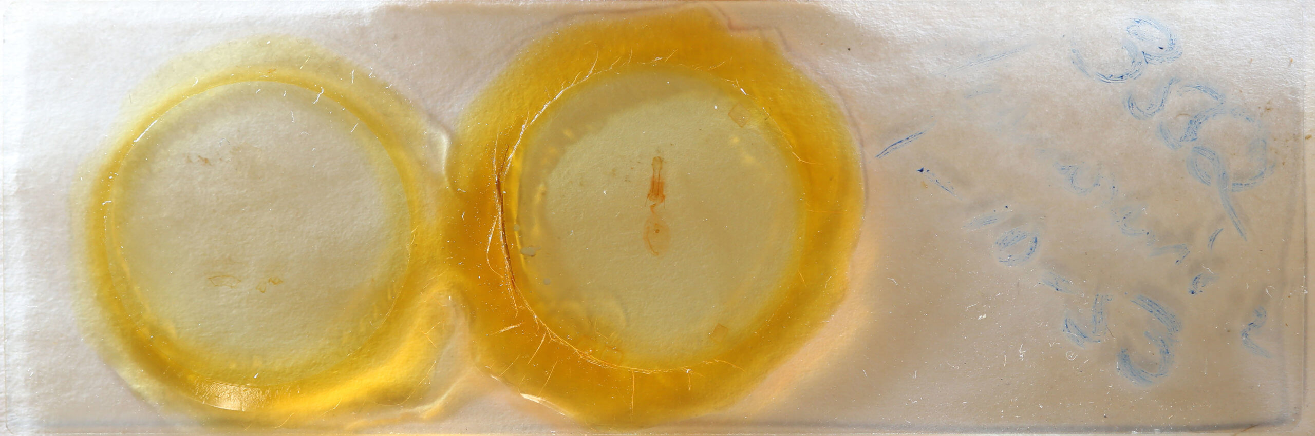 slide view of adult Nepytia canosaria