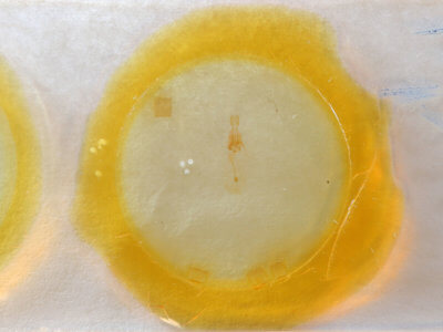 slide view of adult Nepytia canosaria