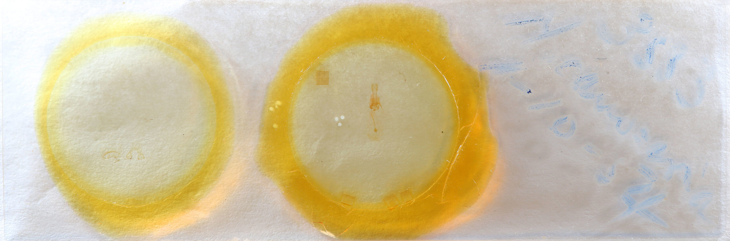 slide view of adult Nepytia canosaria