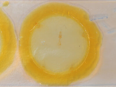 slide view of adult Nepytia canosaria