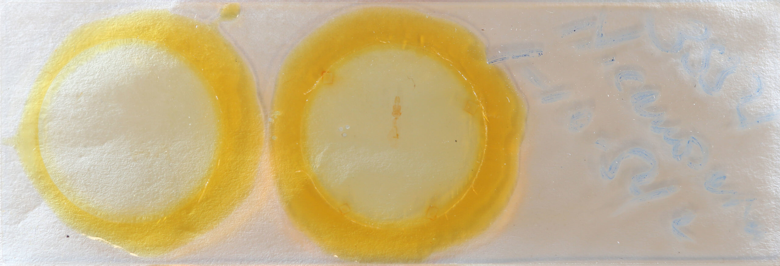 slide view of adult Nepytia canosaria