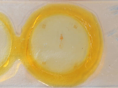 slide view of adult Nepytia canosaria