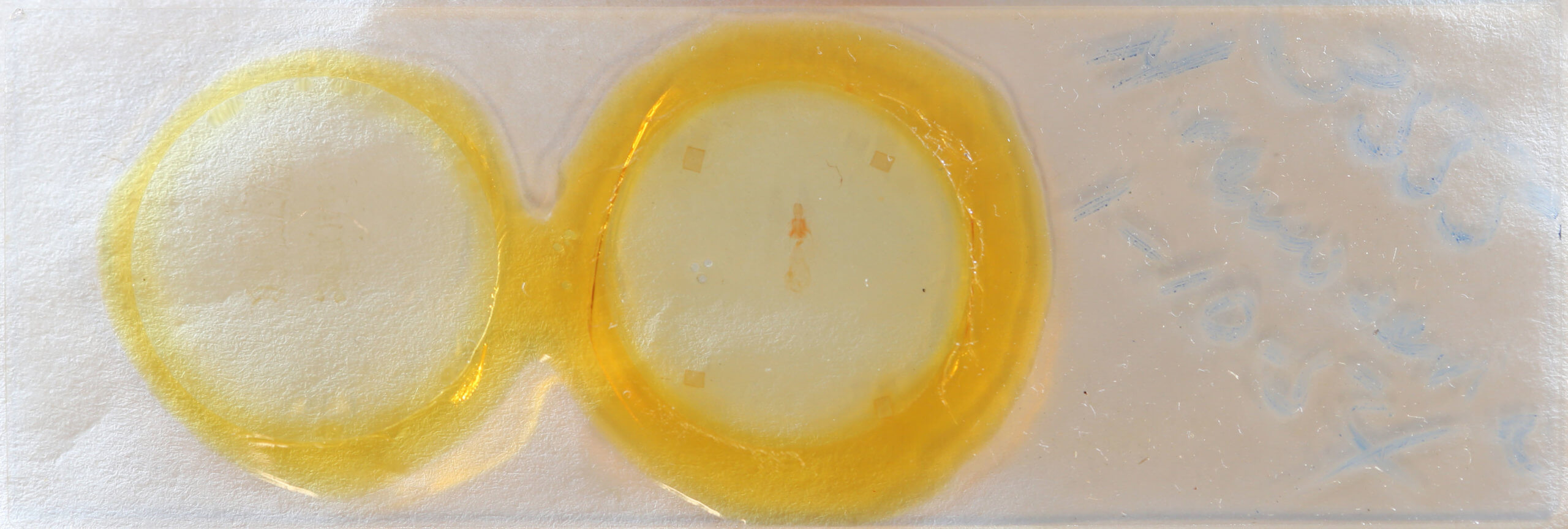 slide view of adult Nepytia canosaria