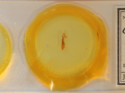 slide view of adult Rheumaptera prunivorata