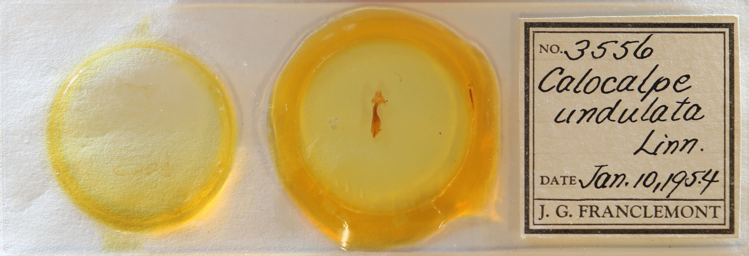 slide view of adult Rheumaptera prunivorata