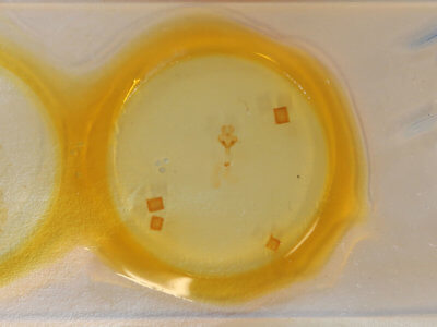 slide view of adult Paectes abrostoloides