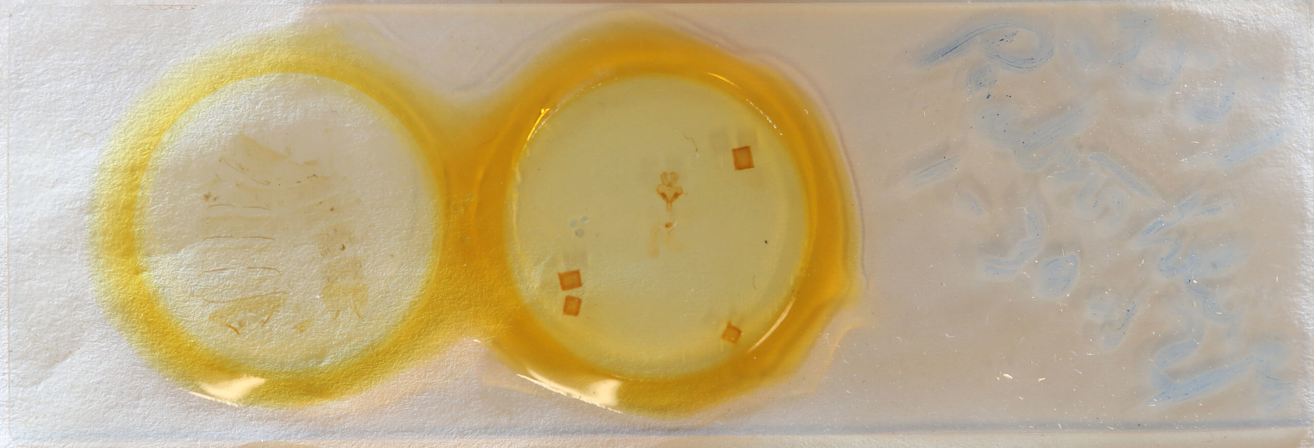 slide view of adult Paectes abrostoloides