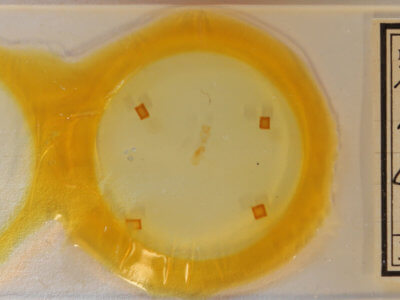 slide view of adult Paectes pygmaea