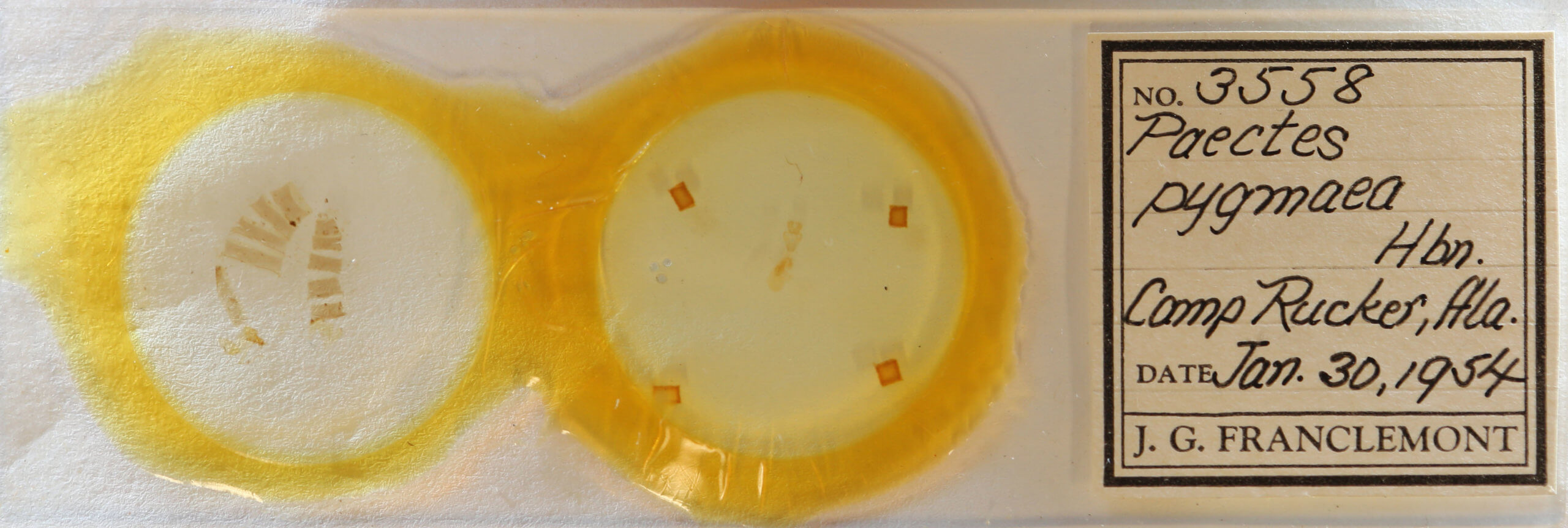 slide view of adult Paectes pygmaea