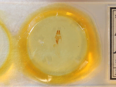 slide view of adult Loscopia velata