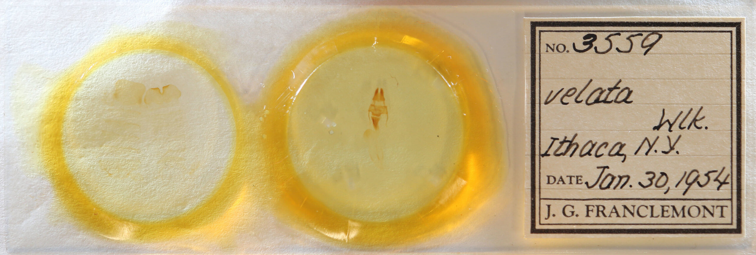 slide view of adult Loscopia velata