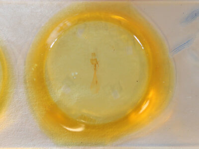 slide view of adult Condica vecors