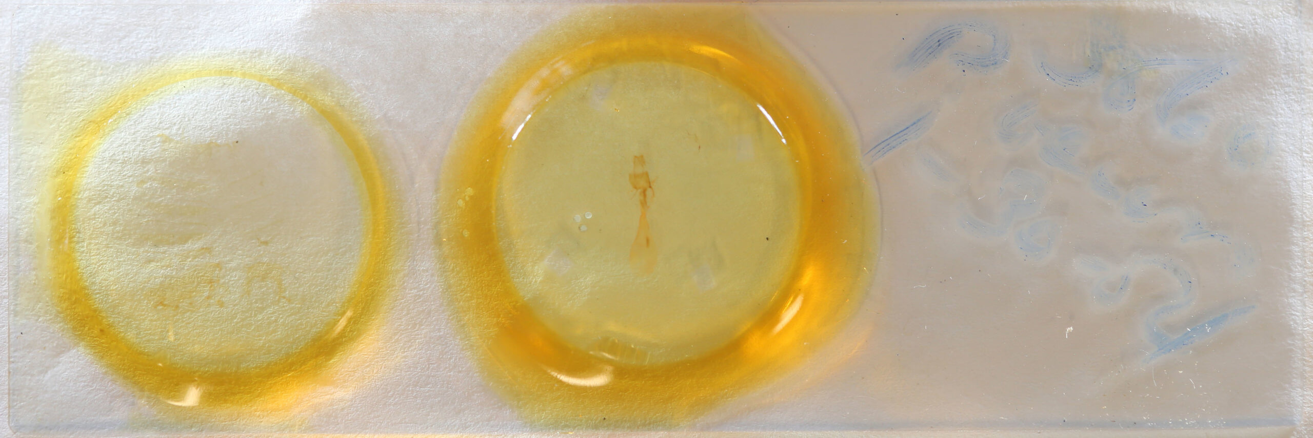 slide view of adult Condica vecors