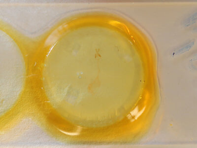 slide view of adult Condica mobilis