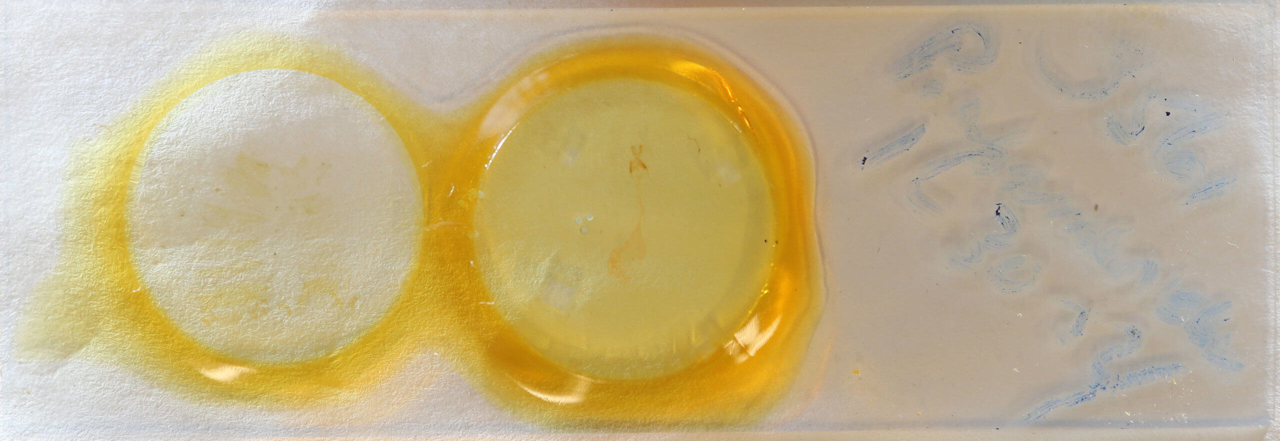 slide view of adult Condica mobilis