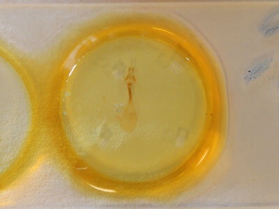 slide view of adult Condica sutor